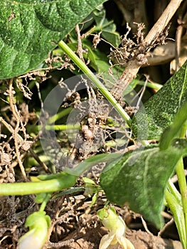 Rhizobia bacteria on legume roots