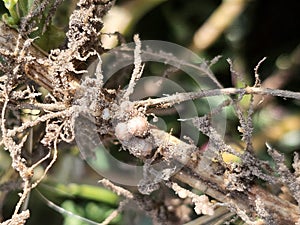 Rhizobia bacteria on legume roots