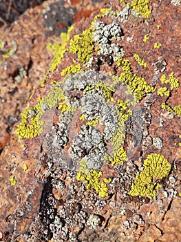 Rhizocarpon geographicum. Scale lithophilic lichen.