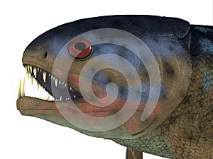 Rhizodus Fish Head