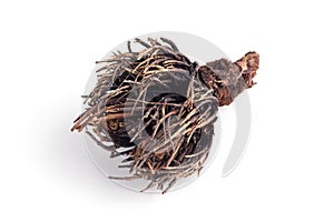 Rhizome or root of Rhodiola four-membered on a white background.