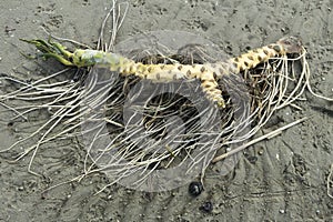 Rhizome of yellow water lily with green shoot on wet sand