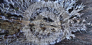 Rhizomorphic mycelium patttern