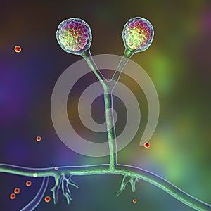 Rhizomucor fungi, 3D illustration. Filamentous fungi commonly found in soil, the causative agent of mucormycosis in