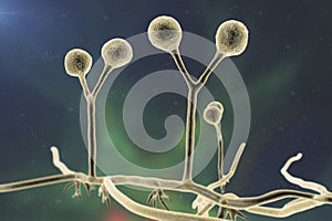 Rhizomucor fungi, 3D illustration. Filamentous fungi commonly found in soil, the causative agent of mucormycosis in