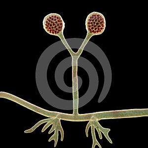 Rhizomucor fungi, 3D illustration. Filamentous fungi commonly found in soil, the causative agent of mucormycosis in