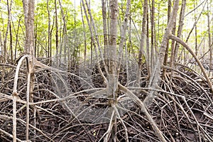 Rhizophora apiculata blume forest