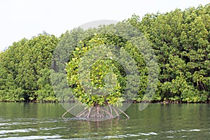 Rhizophora apiculata blume forest