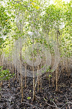 Rhizophora apiculata blume forest photo