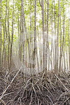 Rhizophora apiculata blume forest photo