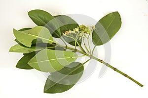 Rhizophora apiculata Plant. photo