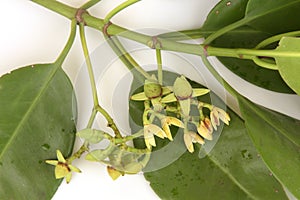 Rhizophora apiculata Plant. photo