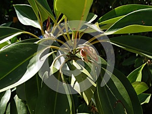 Rhizophora conjugata photo