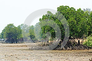 Rhizophora Mangrove Mudflats