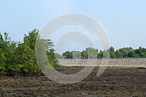 Rhizophora Mangrove Mudflats and air pollution photo