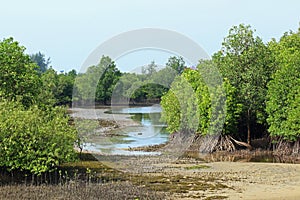 Rhizophora Mangrove Mudflats