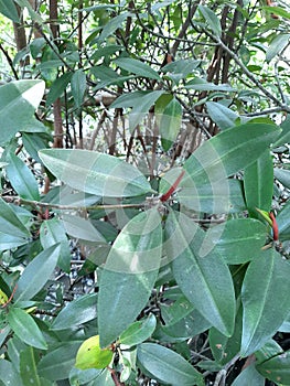 Rhizophora piculata blume in Mangrove forest.