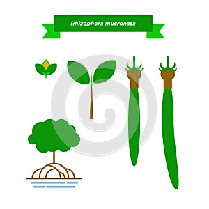 Rhizophora Species vector illustration photo