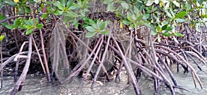 Rhizophora stylosa roots