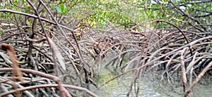 Rhizophora stylosa roots