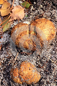 Rhizopogon luteolus autumn mushroom growing in soil
