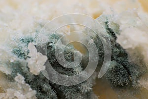 Rhizopus bread mold is a genus of common saprophytic fungi, macro photo photo