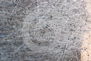 Rhizopus (bread mold) under the microscope.