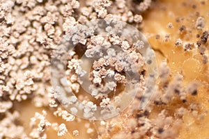 Rhizopus is a genus of common saprophytic fungi