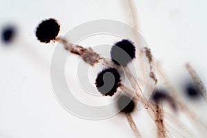 Rhizopus is a genus of common saprophytic fungi photo