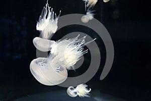 Rhizostoma pulmo or barrel, dustbin-lid jellyfish