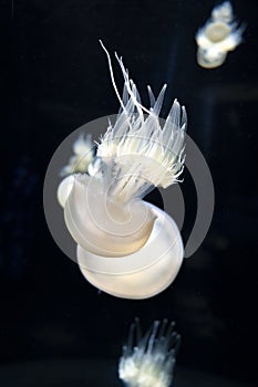 Rhizostoma pulmo or barrel, dustbin-lid jellyfish