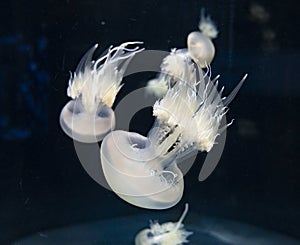 Rhizostoma pulmo or barrel, dustbin-lid jellyfish