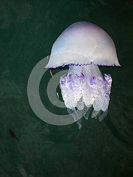 Rhizostoma pulmo jellyfish