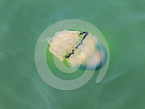Rhizostome jellyfish