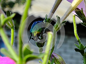 Rhizotrogus majalis sitting on the plant