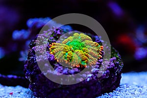 Limon-lime Rhodactis mushroom coral - Rhodactis sp. photo