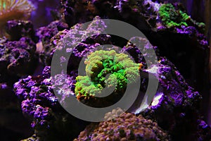 Limon-lime Rhodactis mushroom coral - Rhodactis sp. photo
