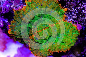 Tequila sunrise Rhodactis mushroom coral photo