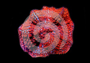 Red & Blue St.Thomas Rhodactis Mushroom soft coral photo