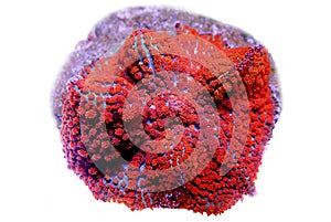 Red & Blue St.Thomas Rhodactis Mushroom soft coral photo