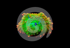 Limon lime Rhodactis mushroom coral photo