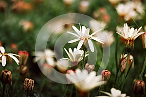 Rhodanthemum. Chrysanthemopsis, Pyrethropsis (Moroccan daisy) flowering plants in a family Asteraceae, native to photo