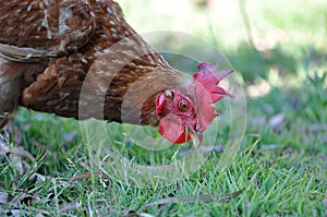Rhode Island Chicken head eye and beak photo