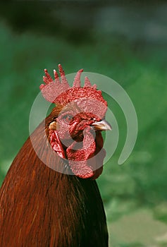 Rhode Island Domestic Chicken, Portrait of Cockerel