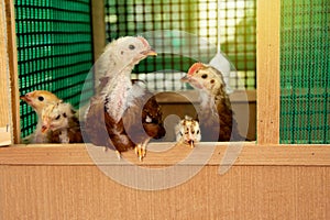 Rhode Island red australia chicks at 5 weeks age.