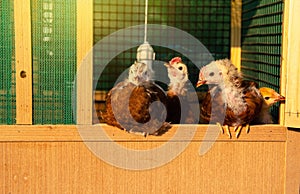 Rhode Island red australia chicks at 5 weeks age