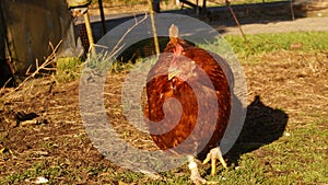 Rhode Island Red Chicken