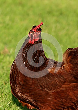 Rhode Island Red Chicken