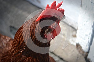 Rhode island red chicken comb