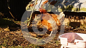 Rhode Island Red Chicken Free Range Laying Hen